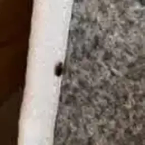 Bild von Platoon Pest Control