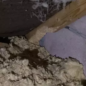 Bild von Platoon Pest Control