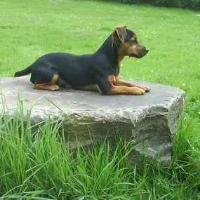 Bild von Platoon Pest Control