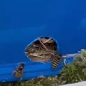 Bild von Platoon Pest Control