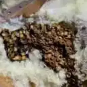 Bild von Platoon Pest Control