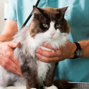 Bild von High Point Veterinary Hospital