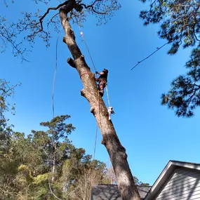 Bild von Hall's Tree Services