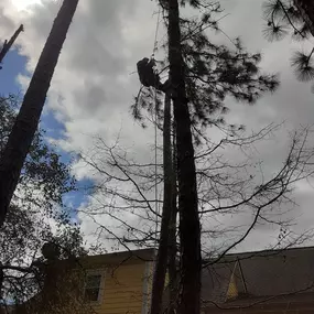 Bild von Hall's Tree Services