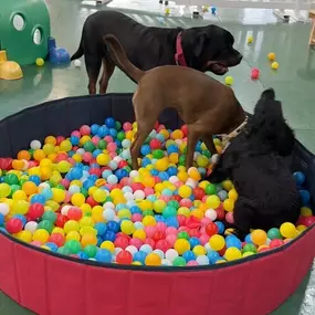 Bild von Morton Dog House Ltd.