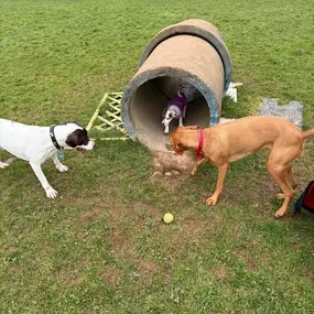 Bild von Morton Dog House Ltd.
