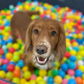 Bild von Morton Dog House Ltd.