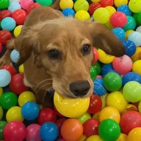 Bild von Morton Dog House Ltd.
