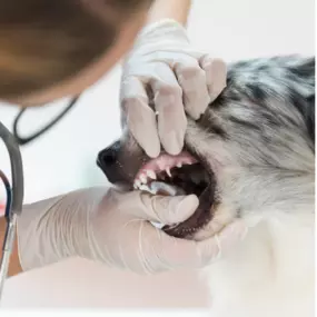 Bild von Meredith Place Veterinary Emergency Hospital