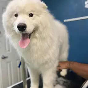 Bild von Animal Emergency Center
