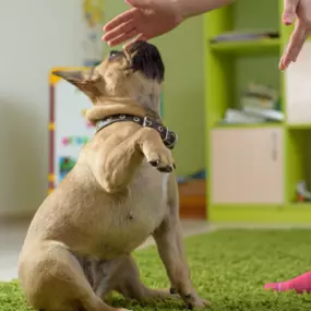Bild von Animal Emergency Center