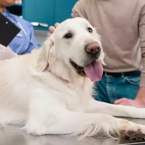 Bild von Animal Emergency Center