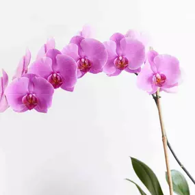 Bild von Integrative Therapy and Coaching