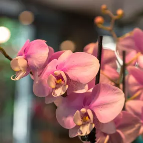 Bild von Au Bouquet