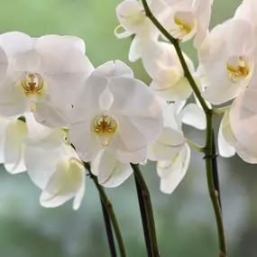 Bild von Au Bouquet