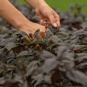 Bild von Les Plants & Paniers de Cérès bio
