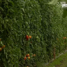 Bild von Les Plants & Paniers de Cérès bio