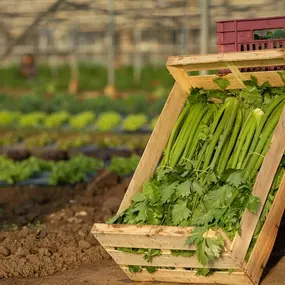 Bild von Les Plants & Paniers de Cérès bio