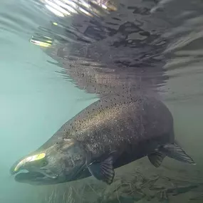 Bild von Kirk Portocarrero - Professional Fishing & Hunting Guide and Outfitter