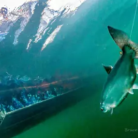 Bild von Kirk Portocarrero - Professional Fishing & Hunting Guide and Outfitter