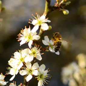 Bild von Saarimkerei Gaul