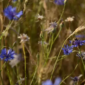 Bild von Saarimkerei Gaul