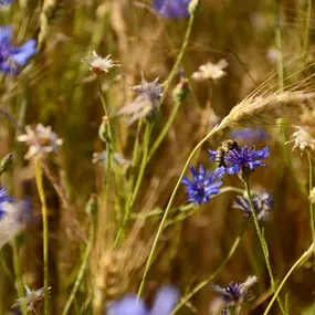 Bild von Saarimkerei Gaul