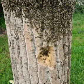 Bild von Saarimkerei Gaul