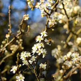 Bild von Saarimkerei Gaul