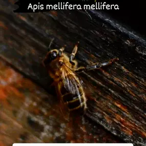 Bild von Saarimkerei Gaul