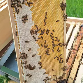 Bild von Saarimkerei Gaul