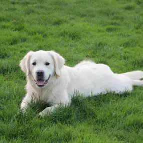 Bild von Schall´s Kennel