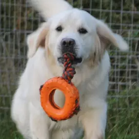 Bild von Schall´s Kennel