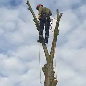 Bild von W F Tree Services