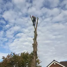 Bild von W F Tree Services