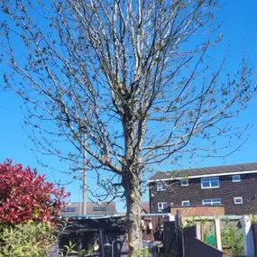 Bild von W F Tree Services