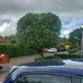 Bild von W F Tree Services