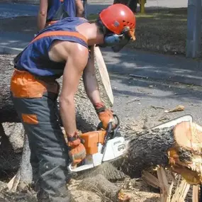 Bild von W F Tree Services