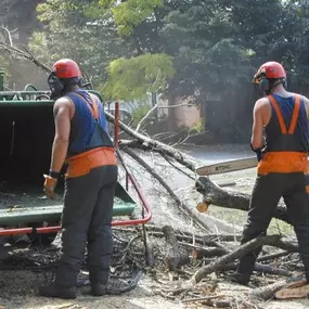 Bild von W F Tree Services