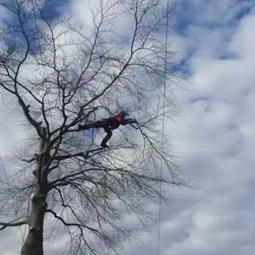 Bild von W F Tree Services