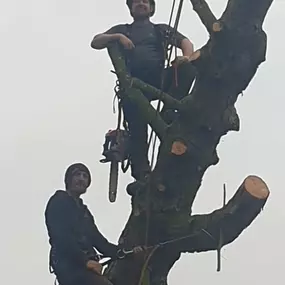 Bild von W F Tree Services