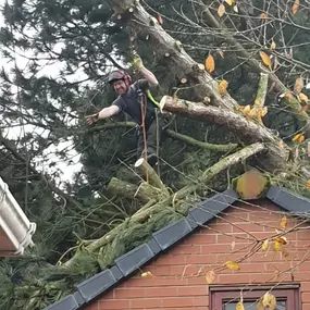 Bild von W F Tree Services