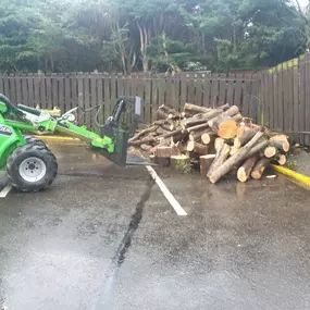 Bild von W F Tree Services