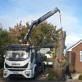 Bild von W F Tree Services
