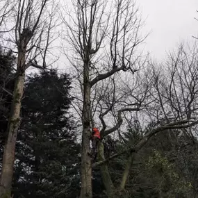 Bild von W F Tree Services
