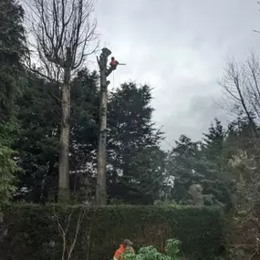 Bild von W F Tree Services