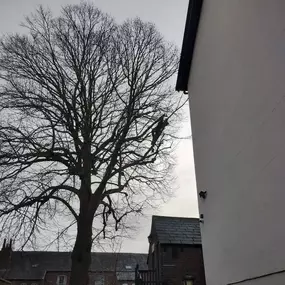 Bild von W F Tree Services