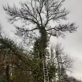 Bild von W F Tree Services