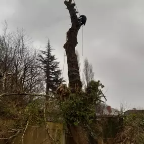 Bild von W F Tree Services