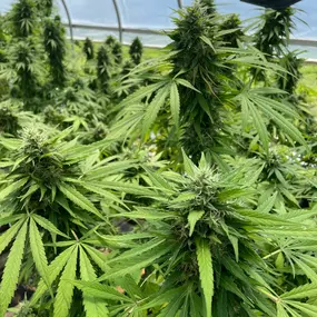 Bild von Wholesale Hemp Farms